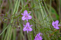 Image of Thysanotus manglesianus Kunth