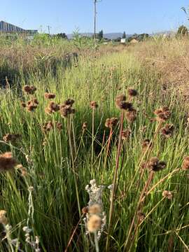 Слика од Juncus oxycarpus E. Meyer ex Kunth