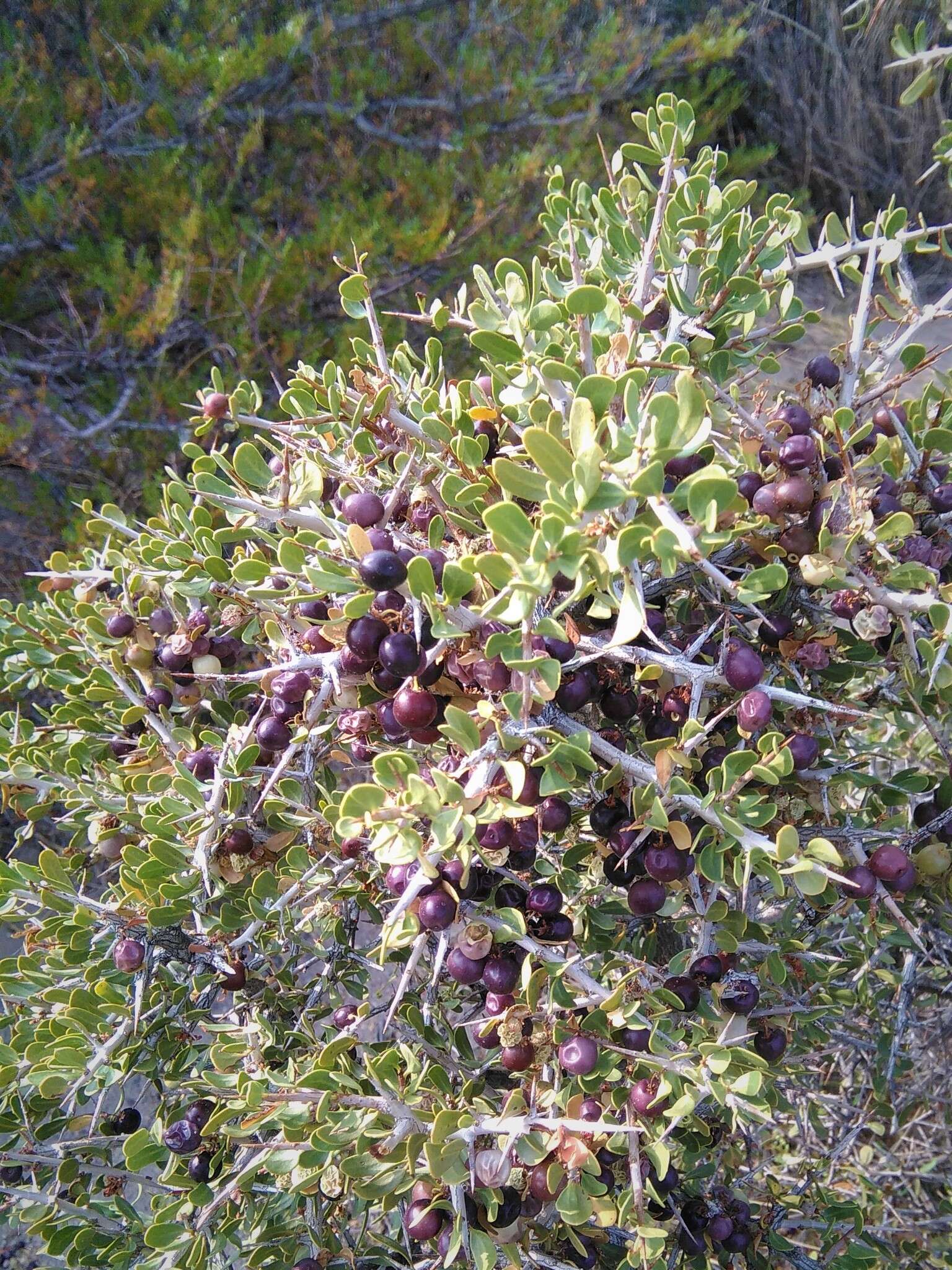 Schinus johnstonii F. A. Barkley resmi