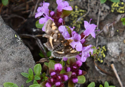 Image of Pyrausta porphyralis Schiffermüller 1775