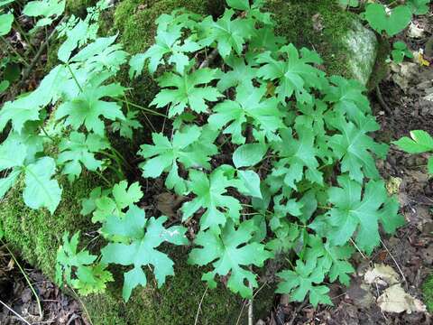 Image of bluntleaf waterleaf