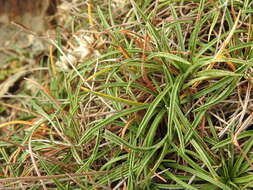 Image of Armeria ruscinonensis Girard