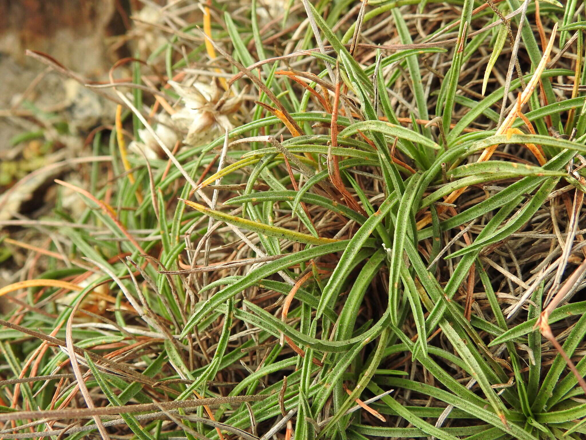 Plancia ëd Armeria ruscinonensis Girard