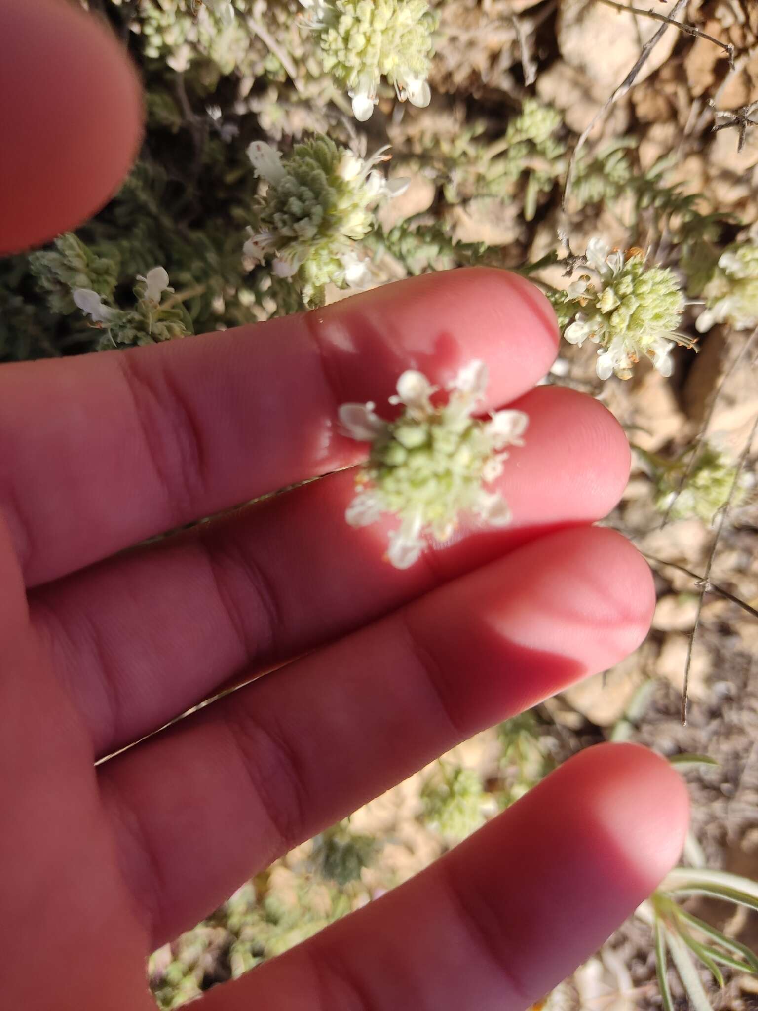 Sivun Teucrium murcicum Sennen kuva