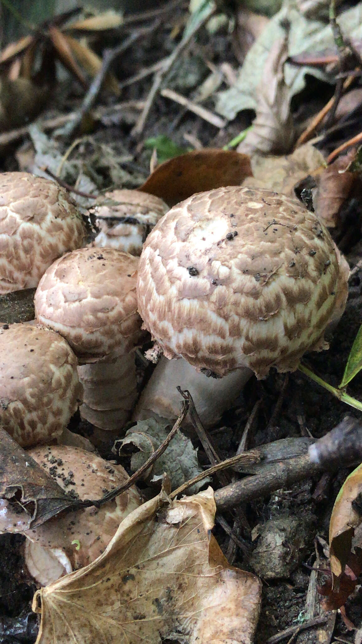 صورة Agaricus bohusii Bon 1983