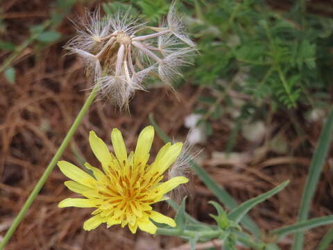 Image of Tragopogon buphthalmoides (DC.) Boiss.