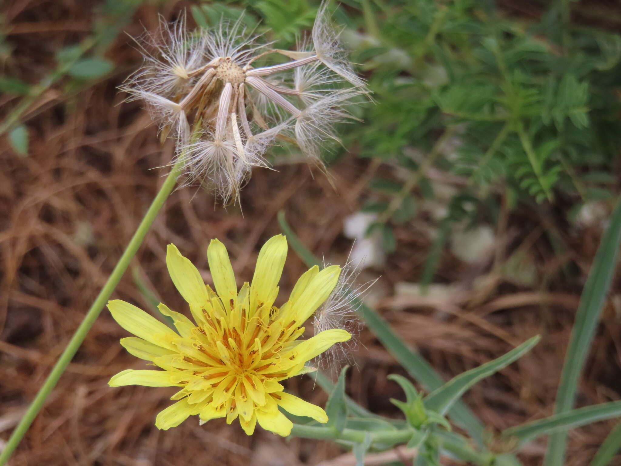 Plancia ëd Tragopogon buphthalmoides (DC.) Boiss.