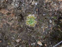 صورة Drosera miniata Diels