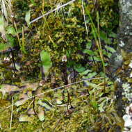 Image of Asterella australis (Hook. fil. & Taylor) Verd.