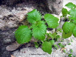 Urtica membranacea Poir.的圖片