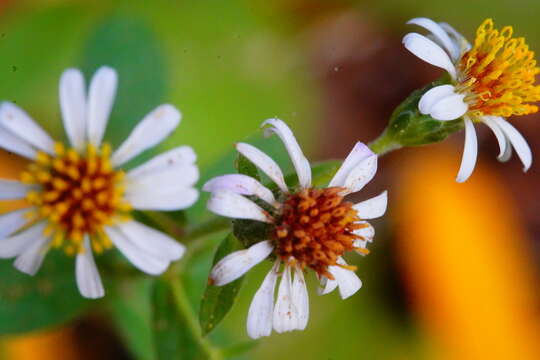 Image de Eurybia radulina (A. Gray) G. L. Nesom