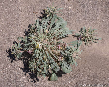 Imagem de Oenothera deltoides subsp. piperi (Munz) W. Klein