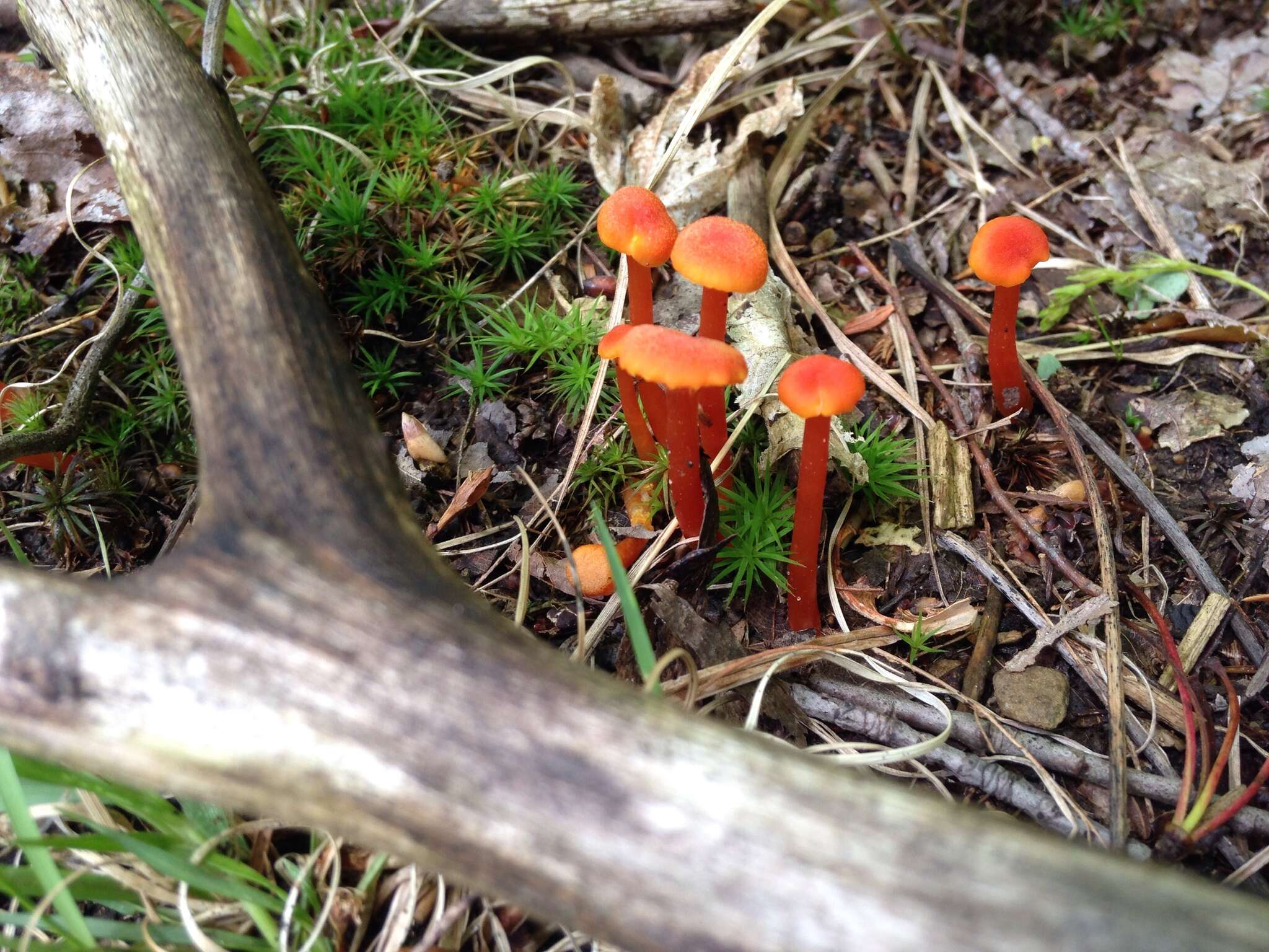 Image of Hygrocybe miniata (Fr.) P. Kumm. 1871