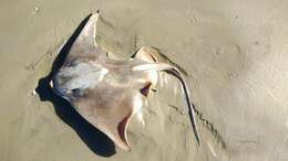 Image of Southern Eagle Ray