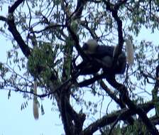 Image of Geoffroy's Black-and-White Colobus