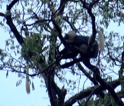 Imagem de Colobus vellerosus (I. Geoffroy Saint-Hilaire 1834)