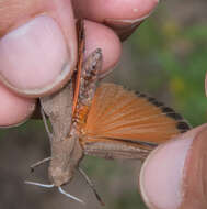 Tomonotus ferruginosus Caudell 1905的圖片