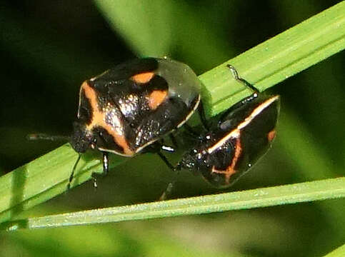 Plancia ëd Cosmopepla lintneriana (Kirkaldy 1909)