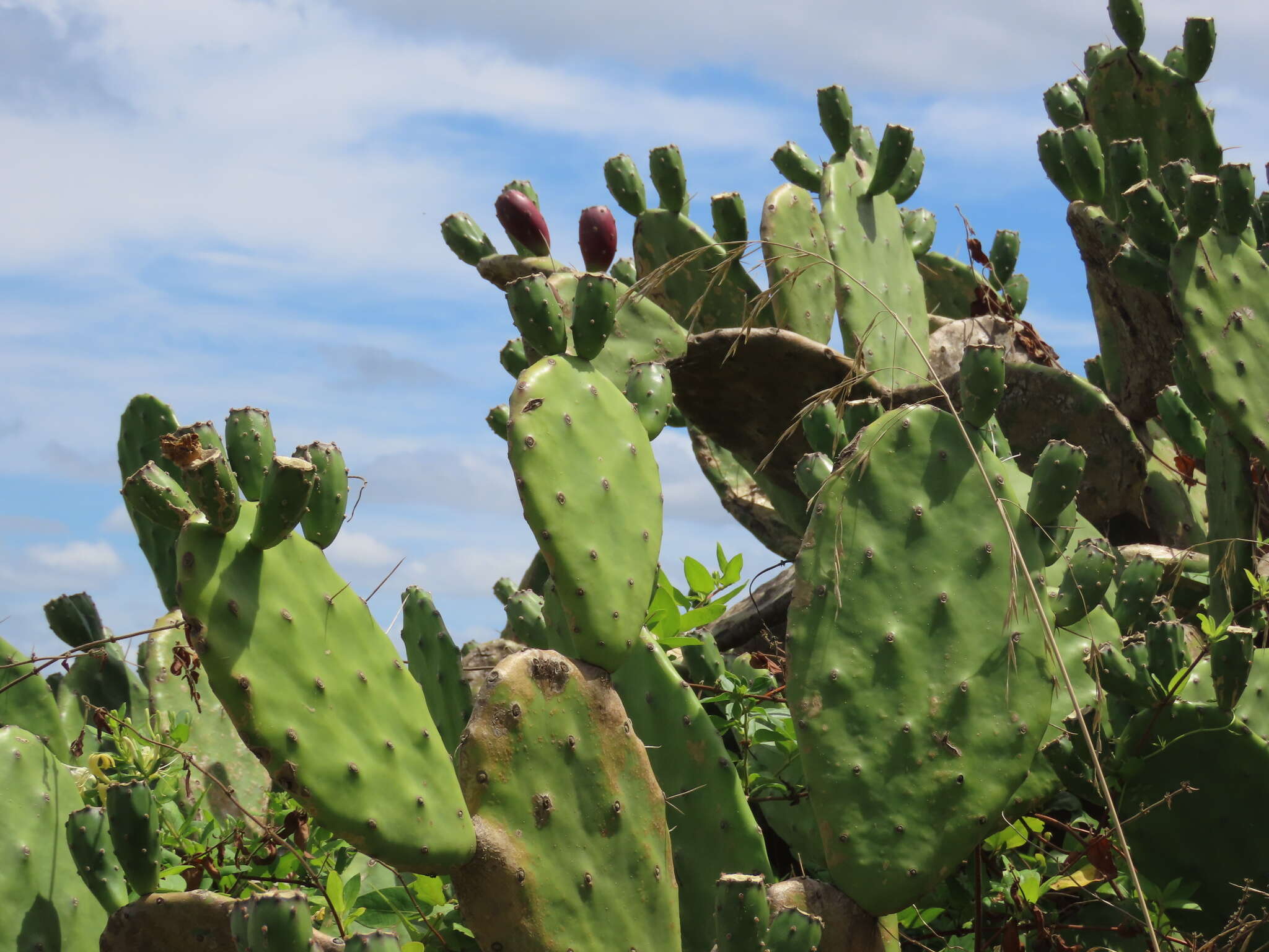 Image of <i>Opuntia bonaerensis</i>