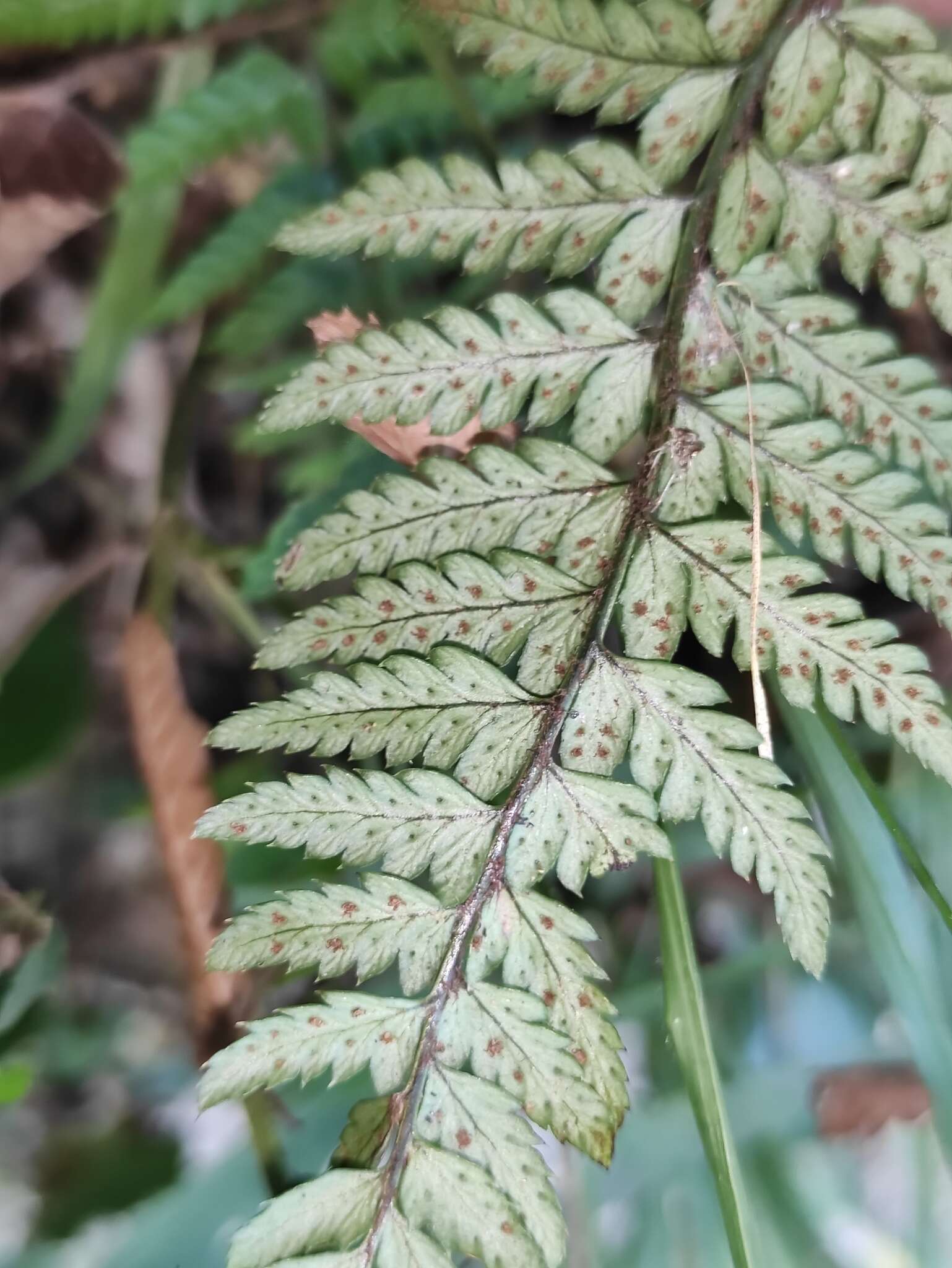 Image de Polystichum luctuosum (Kunze) T. Moore