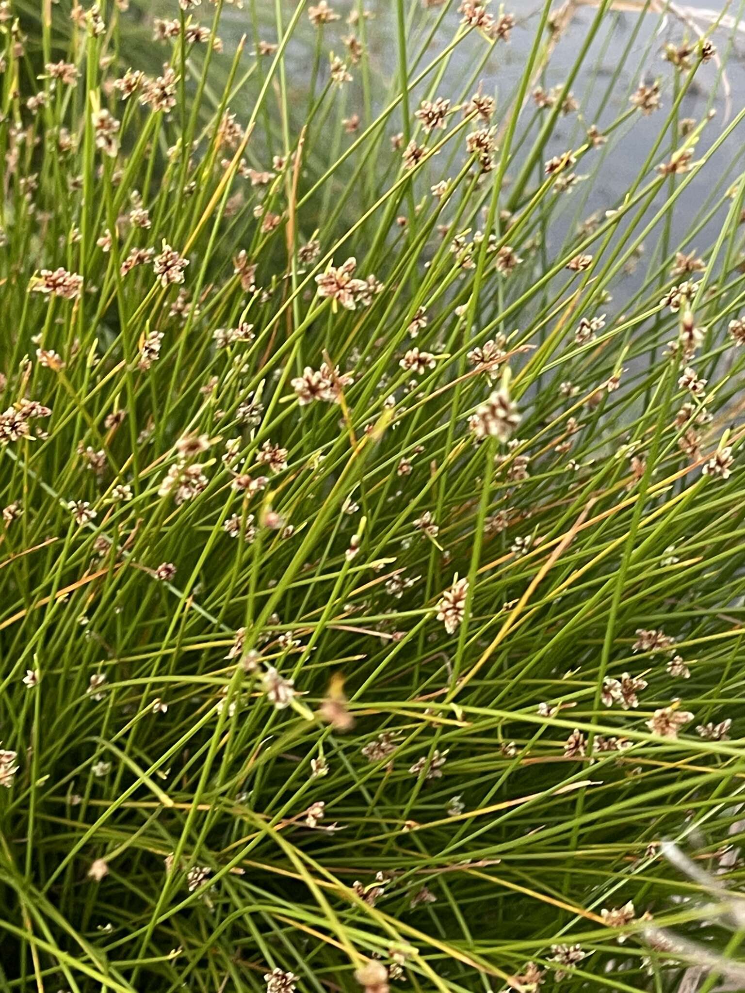 Слика од Isolepis costata Hochst. ex A. Rich.