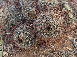 Imagem de Mammillaria mainiae K. Brandegee