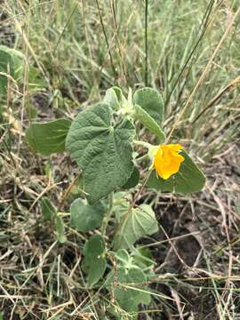 Imagem de Abutilon guineense (Schumach.) E. G. Baker & Exell