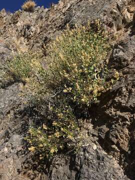 Image of shinyleaf sandpaper plant