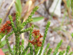 Image of Passerina paleacea Wikstr.