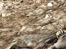 Image de Ameiva bifrontata Cope 1862