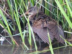 Image of Clapper Rail