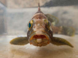 Image of Banded Grouper