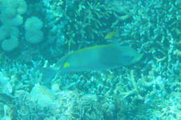 Image of Golden rabbitfish