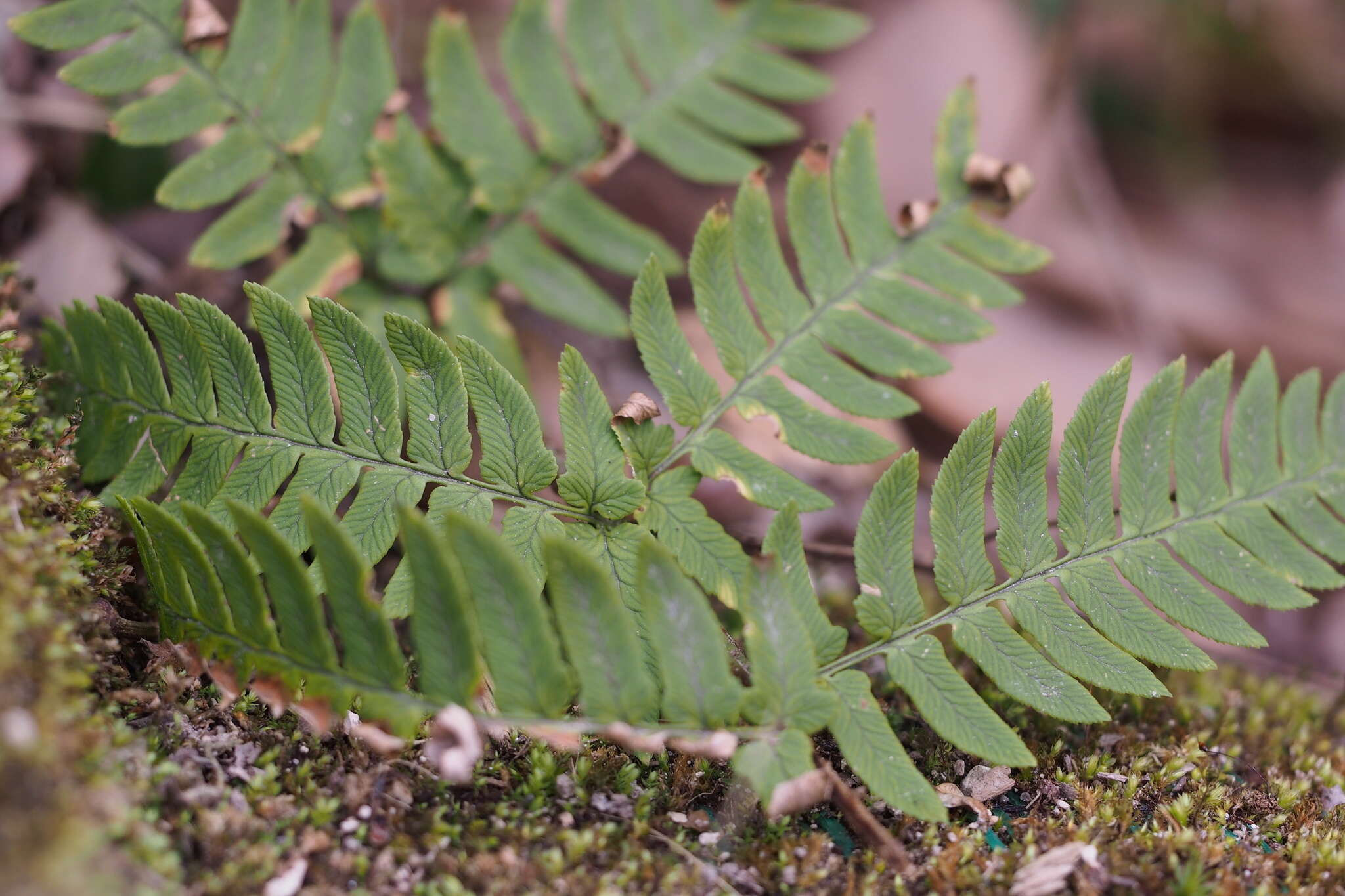 Image de Dryopteris lacera (Thunb.) Ktze.