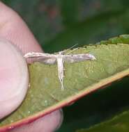 Image of Belfrage's Plume Moth