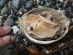 Image of Northern Abalone