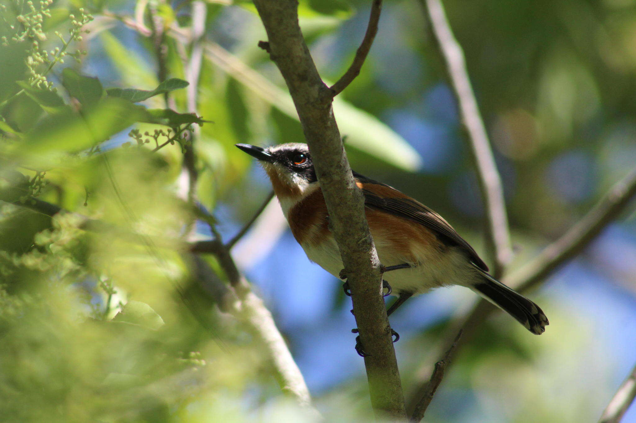 Image of Batis capensis capensis (Linnaeus 1766)