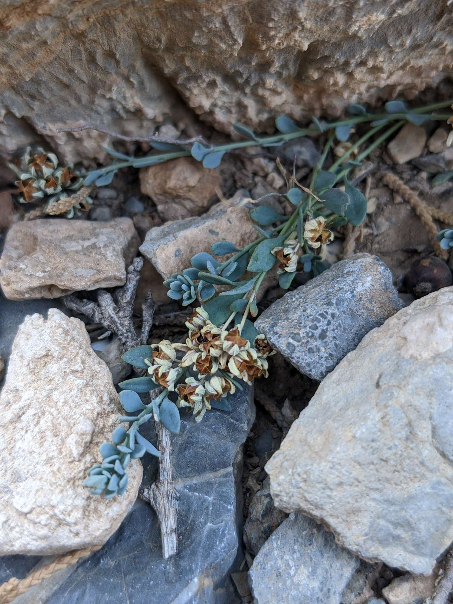 Plancia ëd Telephium sphaerospermum Boiss.