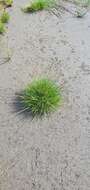 Imagem de Juncus dregeanus subsp. dregeanus