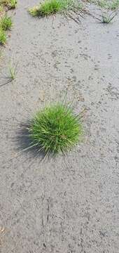 Image of Juncus dregeanus Kunth