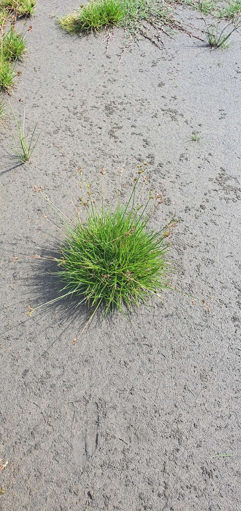 Image of Juncus dregeanus subsp. dregeanus