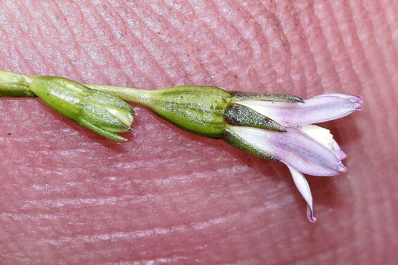 Image of Wahlenbergia cernua (Thunb.) A. DC.