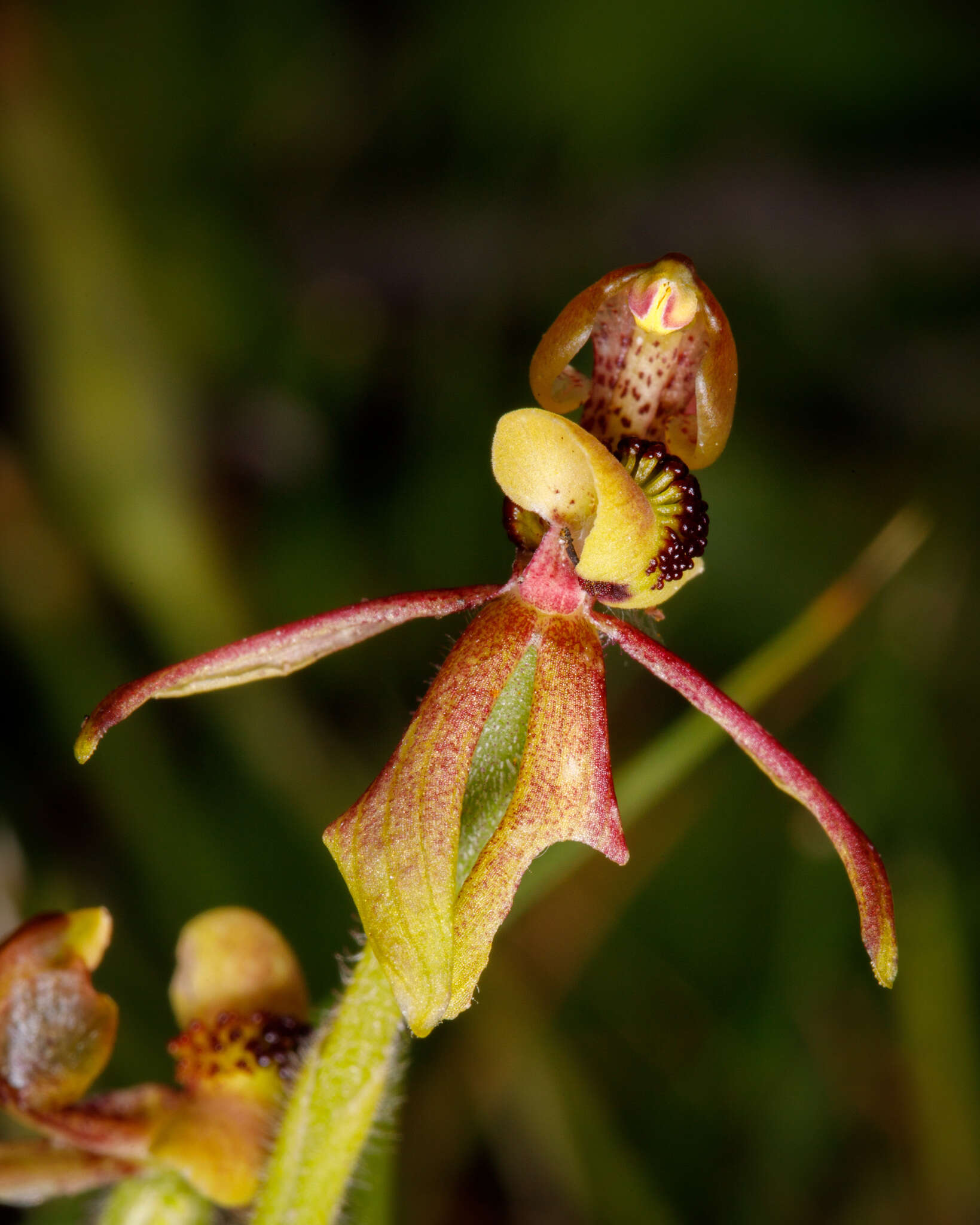 Caladenia bryceana subsp. bryceana的圖片