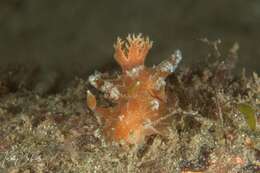 Image of Tasselled nudibranch