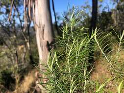 Cassinia laevis R. Br. resmi