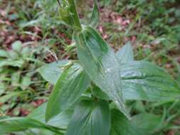 Imagem de Digitalis grandiflora Mill.