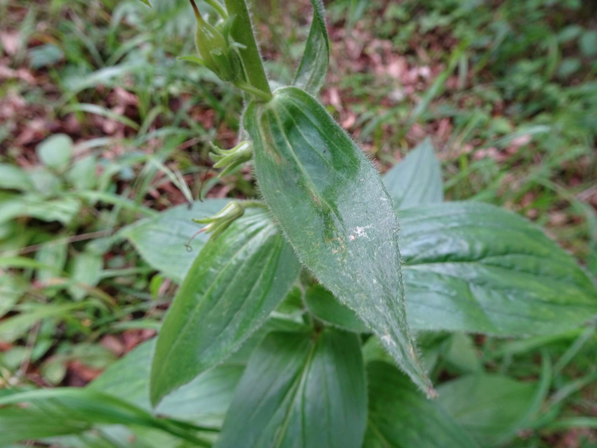 Слика од Digitalis grandiflora Mill.