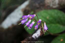 Image of Oreocharis benthamii var. reticulata Dunn