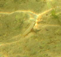 Image of Germain&#39;s blenny