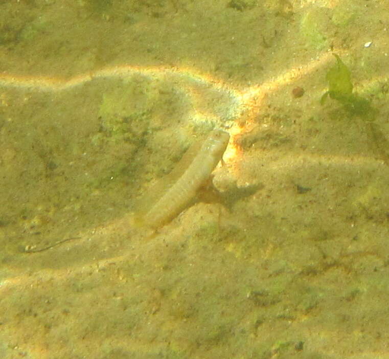 Image of Germain&#39;s blenny